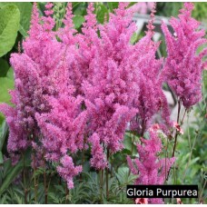 Астильба Gloria Purpurea